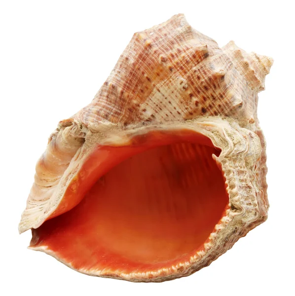 Molluschi a guscio — Foto Stock