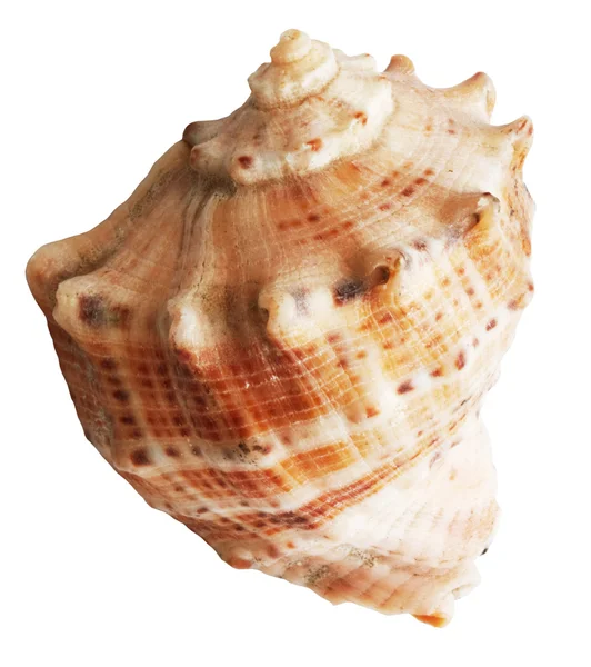 Shell mollusks — Stock Photo, Image