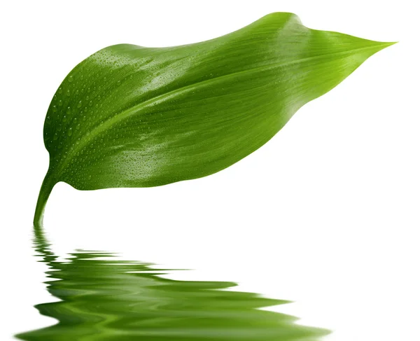 緑の植物の滴 — ストック写真