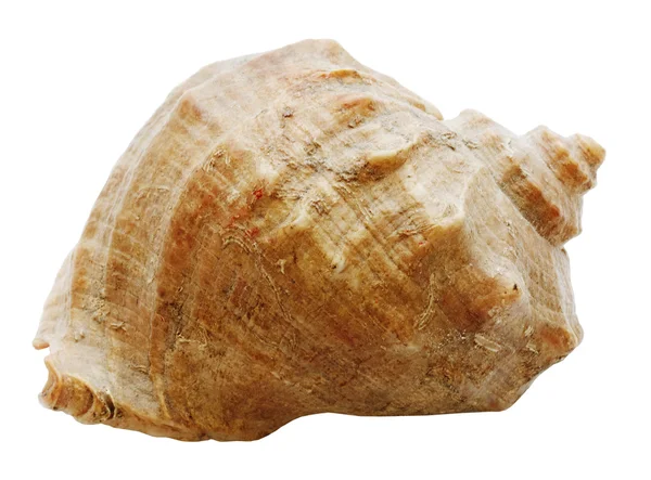 Shell mollusks — Stock Photo, Image