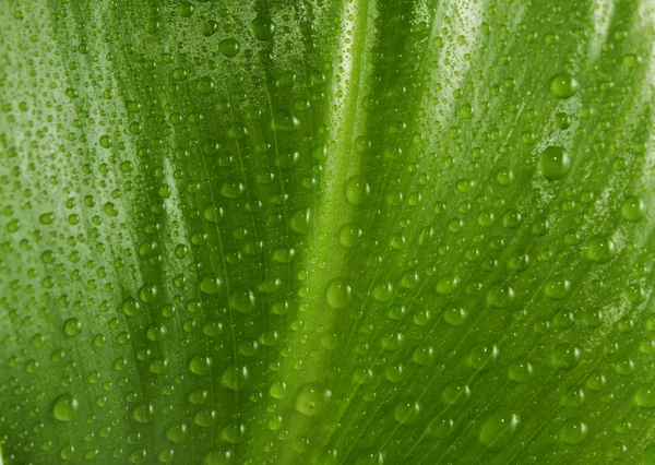 Leaf with drops — Stock Photo, Image