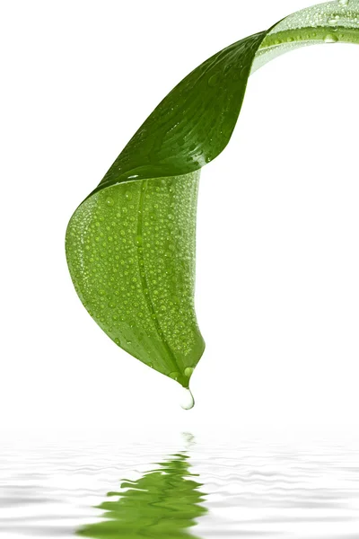 Drops on green leaf — Stock Photo, Image