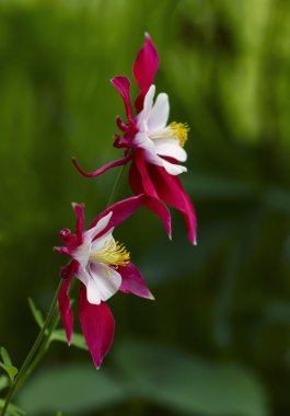 Aquilegia