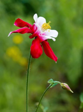 Aquilegia