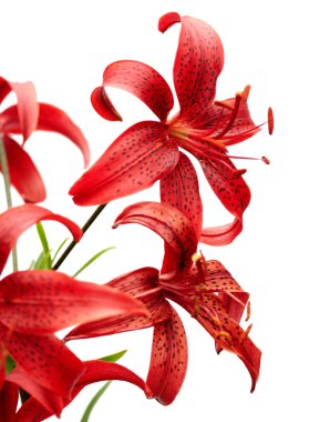 Red tiger lily clipart