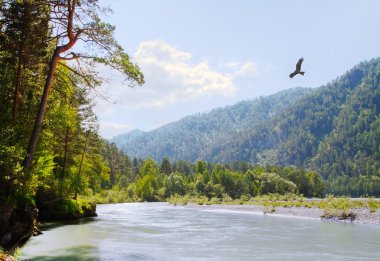 Kuş uçuşu