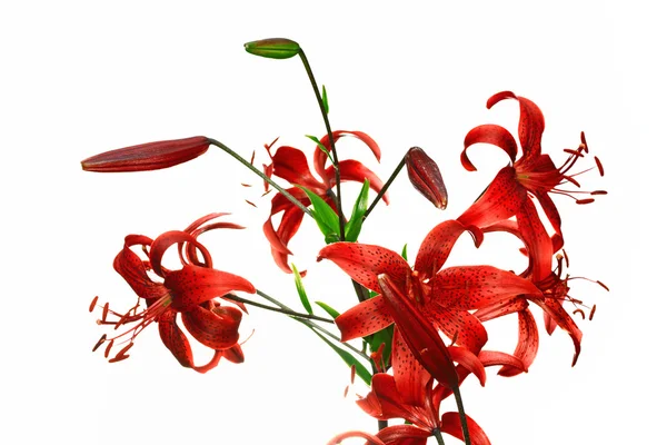 Kırmızı kaplan lily — Stok fotoğraf