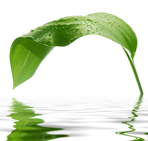 Drops plant, reflection — Stock Photo, Image