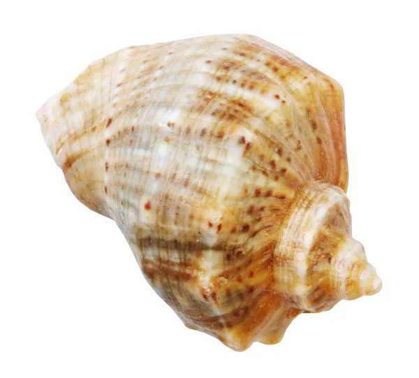 Shell weekdieren — Stockfoto