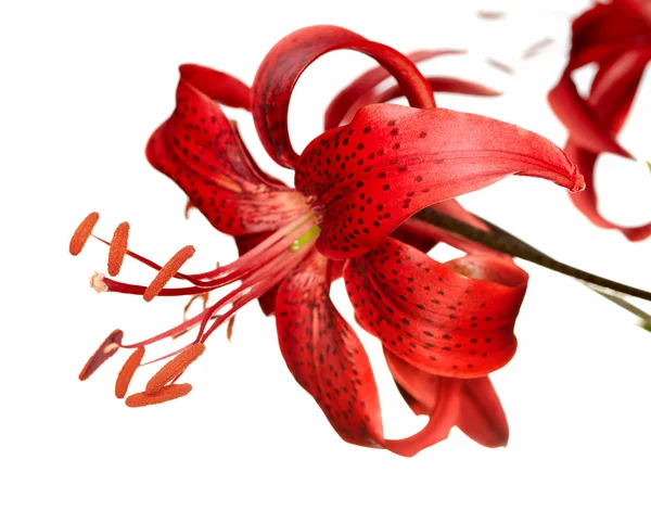 Red tiger lily — Stock Photo, Image