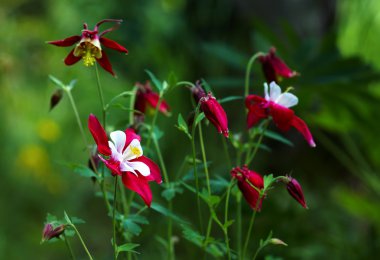 Aquilegia