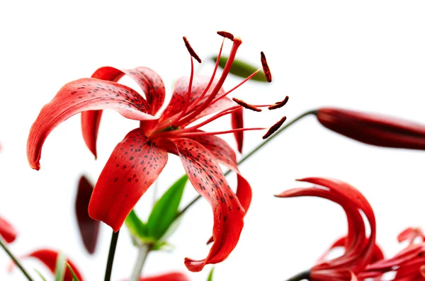 Röd tiger lily — Stockfoto
