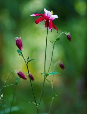 Aquilegia