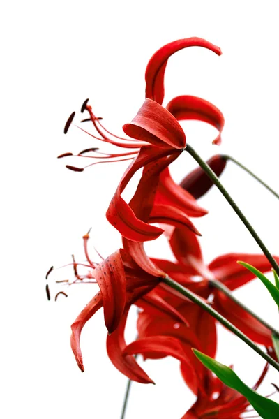 Red Tiger Lily — Zdjęcie stockowe