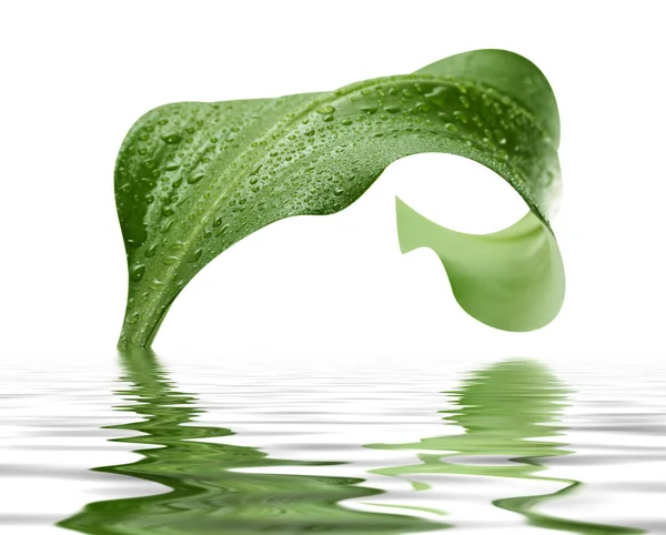 Groene plant, weerspiegeling in water — Stockfoto