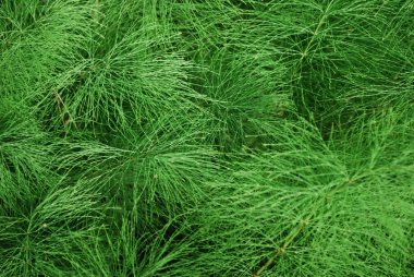 Equisetum