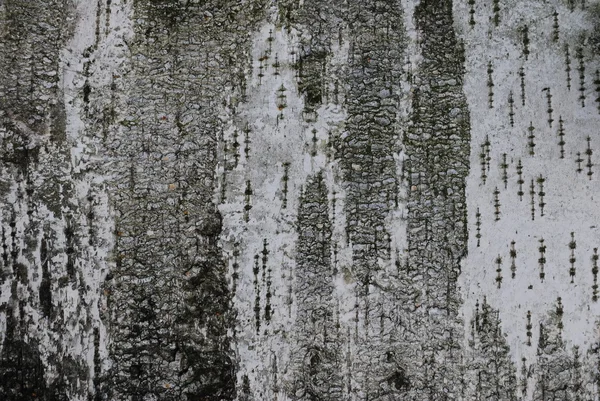 stock image Birch bark