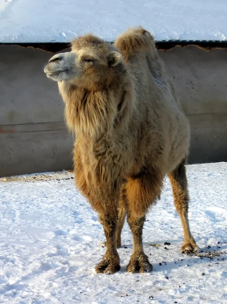 Верблюд на снегу — стоковое фото