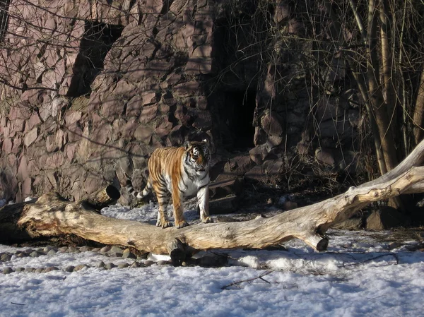 Тигр в зоопарку — стокове фото