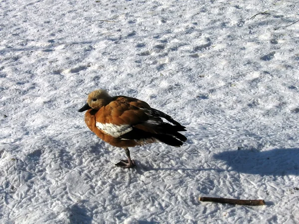 Ente auf Schnee — Stockfoto