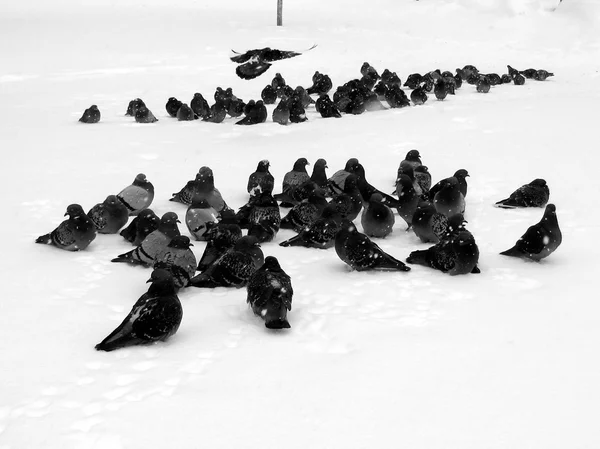 Pigeons on snow — Stock Photo, Image