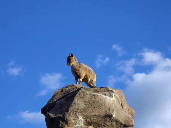 Goat on stone — Stock Photo, Image