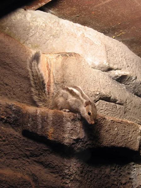 작은 손바닥 다람쥐 — 스톡 사진