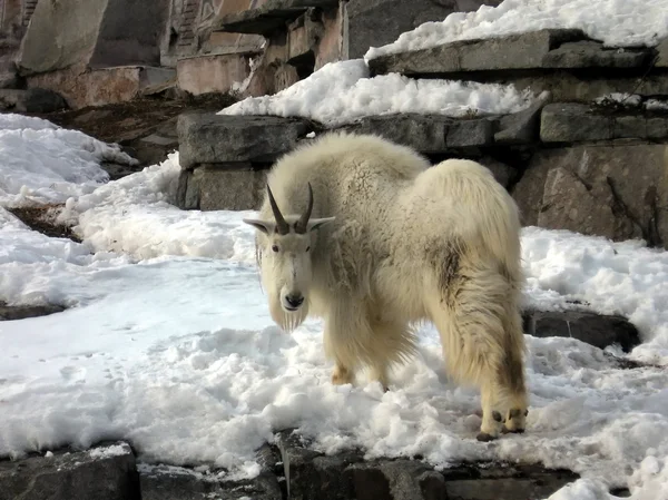 Snow goat — Stock Photo, Image