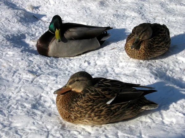 Üç ördek — Stok fotoğraf