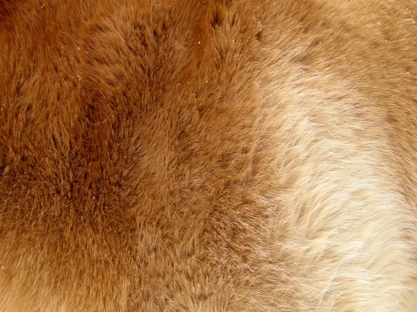 stock image Orange fur