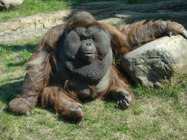 orangutan