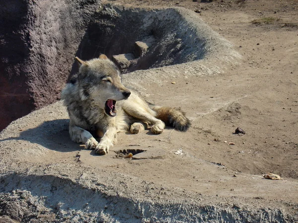 Lobo bocejo — Fotografia de Stock