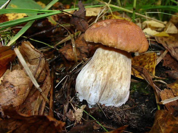 Autumn white mushroom — Stock Photo, Image