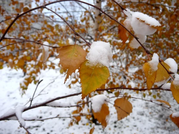 stock image First snow