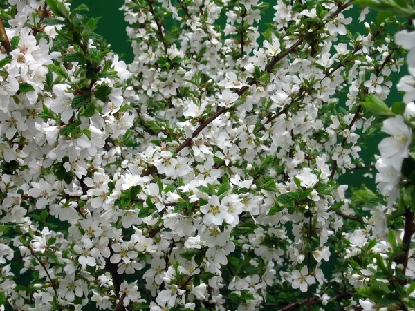 Kvetoucí jabloně — Stock fotografie