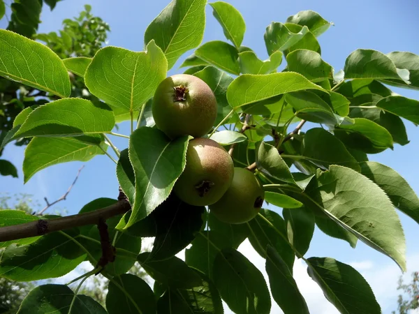 stock image Apple tree