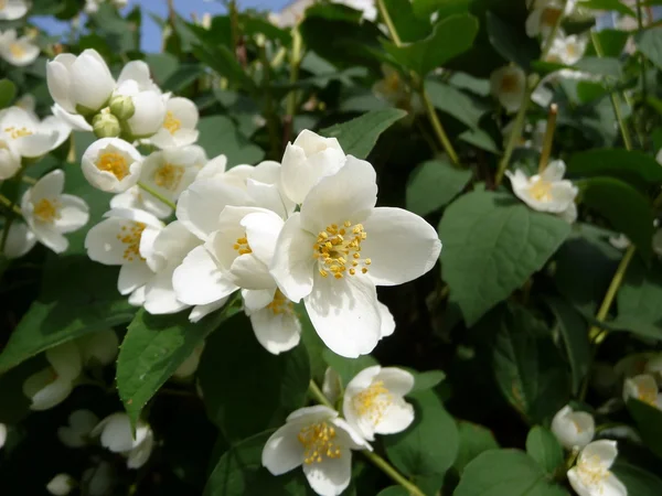 Blossoming jasmine — Stock Photo, Image