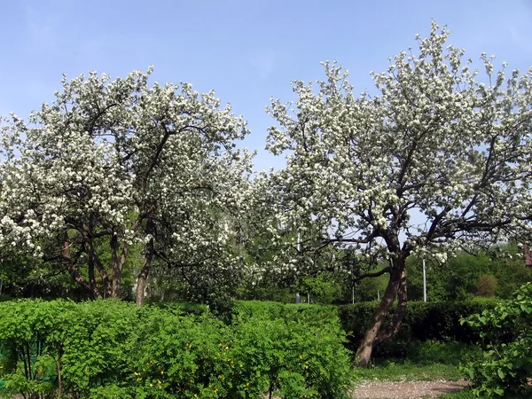 Kwitnących drzew — Zdjęcie stockowe