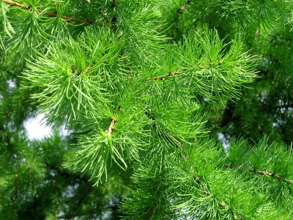 stock image Green needles