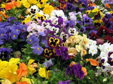 Pansies flowers clipart