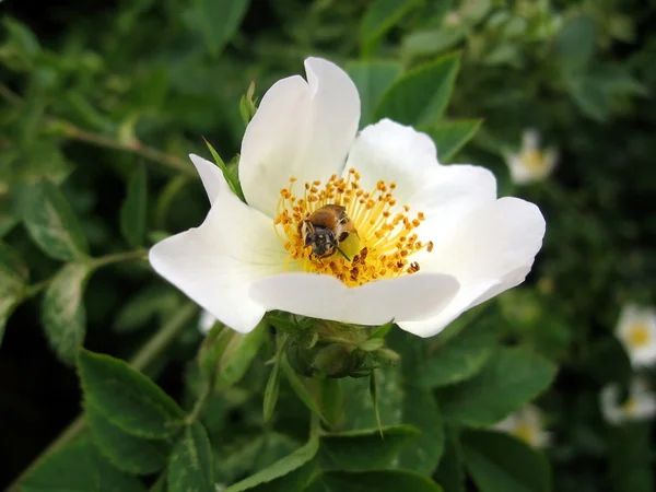 Bee on white briar flower — Stock Photo, Image