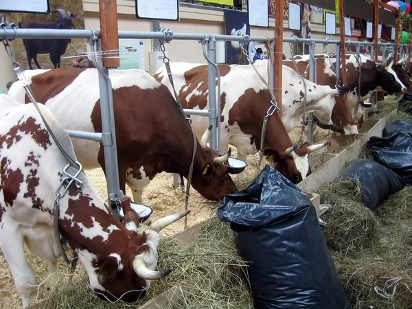 stock image Cows