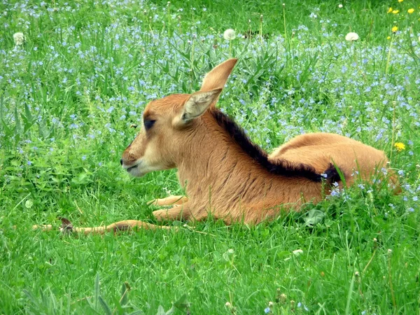 Antelope เด็กบนสนามหญ้า — ภาพถ่ายสต็อก