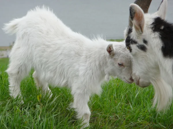 Goat with kid — Stock Photo, Image