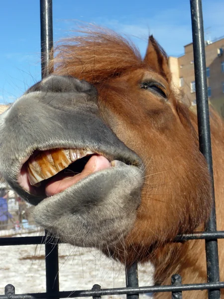 Horse smile — Stock Photo, Image