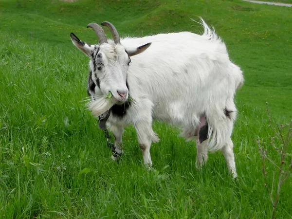 Белая коза на траве — стоковое фото
