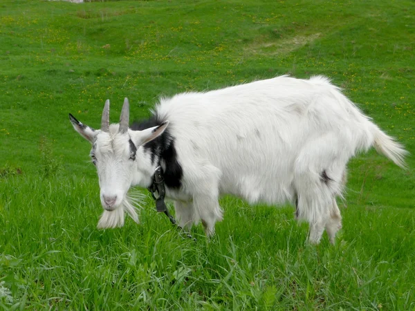 White goat — Stock Photo, Image