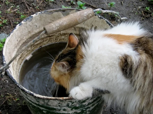 Trinkende Katze — Stockfoto