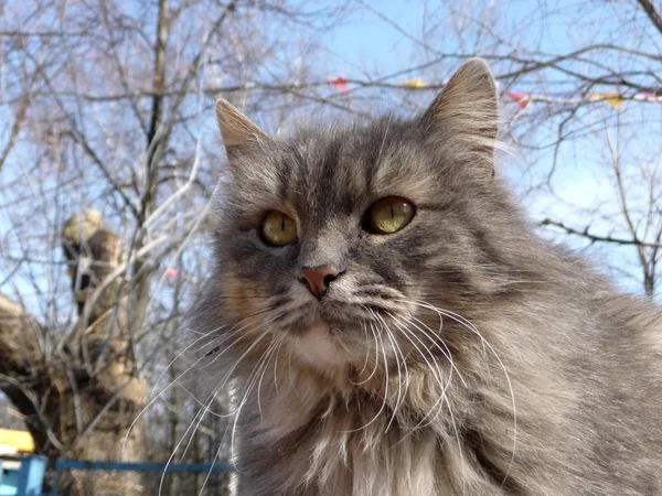 灰色の猫 — ストック写真