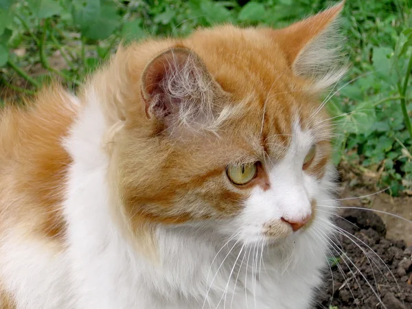 주황색 고양이 — 스톡 사진